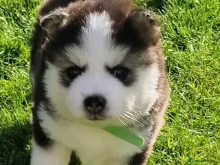Pomsky dogs Stunning F3 pomsky puppys - Advert 5