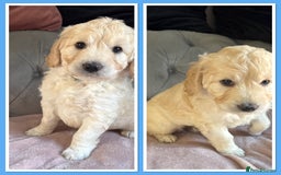 Goldendoodle dogs for sale: Stunning f1 Mini Goldendoodles Family Raised - Image 17
