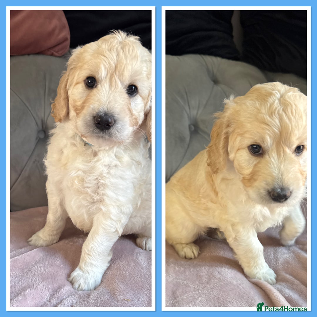 Goldendoodle dogs for sale: Stunning f1 Mini Goldendoodles Family Raised - Image 17