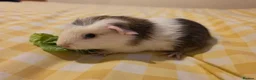 Mixed Breed rodents for sale: Boys ready 2 leave - Advert 4