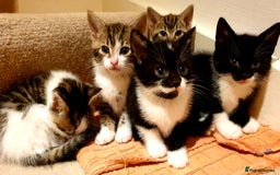 Mixed Breed cats for sale: 5 Gorgeous & Playful Kittens - Image 14