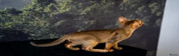 Abyssinian cats for sale: Caspian Boy - elegant, unique champion line🥇 - Advert 15