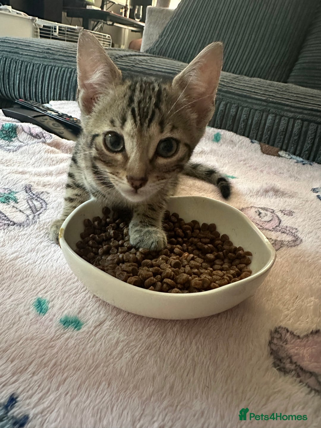 Bengal cats for sale: Three Stunning Bengals for sale 🖤 - Image 9