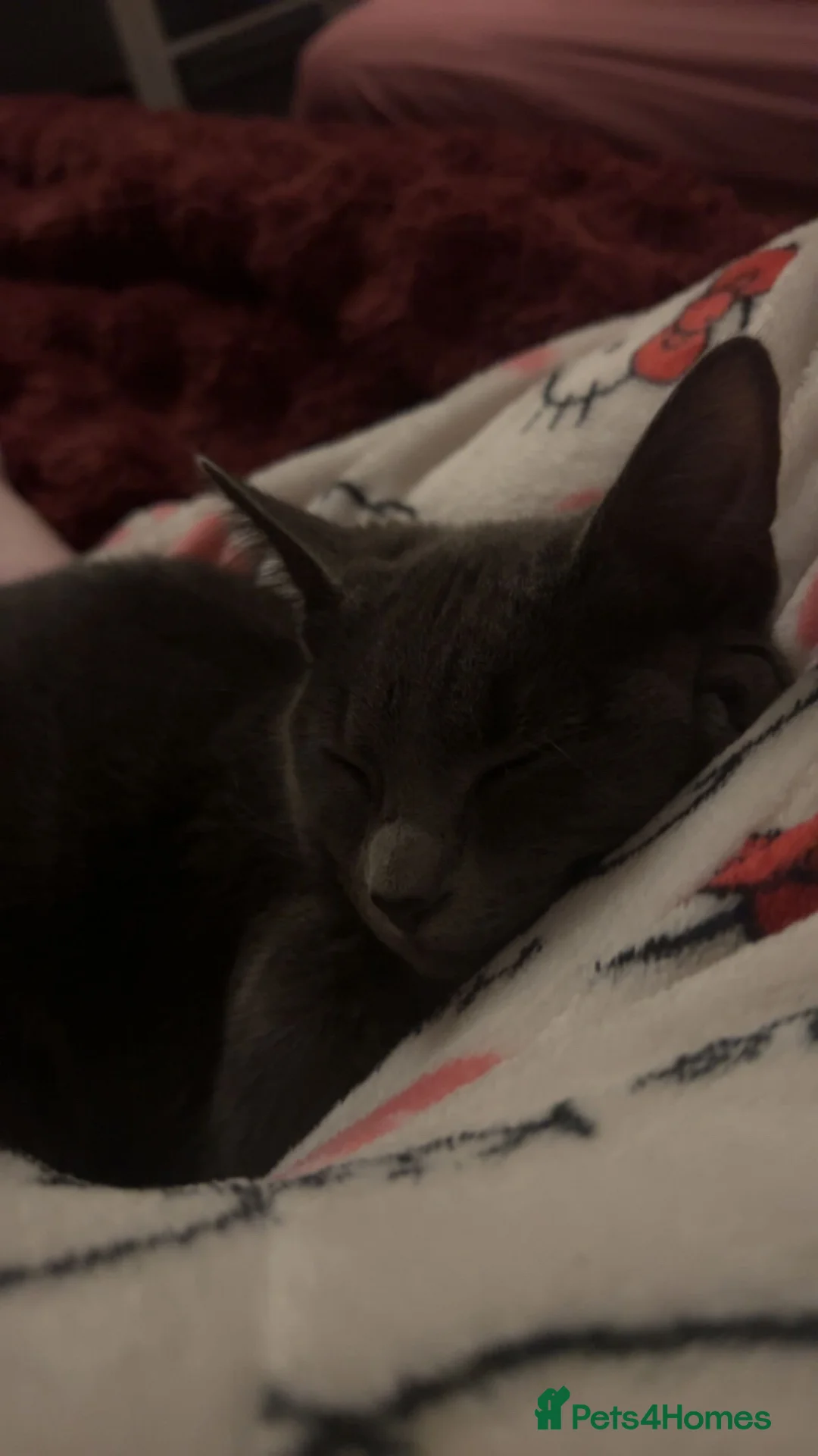 Mixed Breed cats for sale: Grey Domestic Little Girl - Roughly 6 Months Old!  - Advert 4