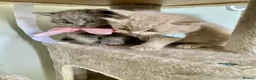 British Shorthair cats for sale: Pure British shorthair kittens Genetically tested - Advert 6