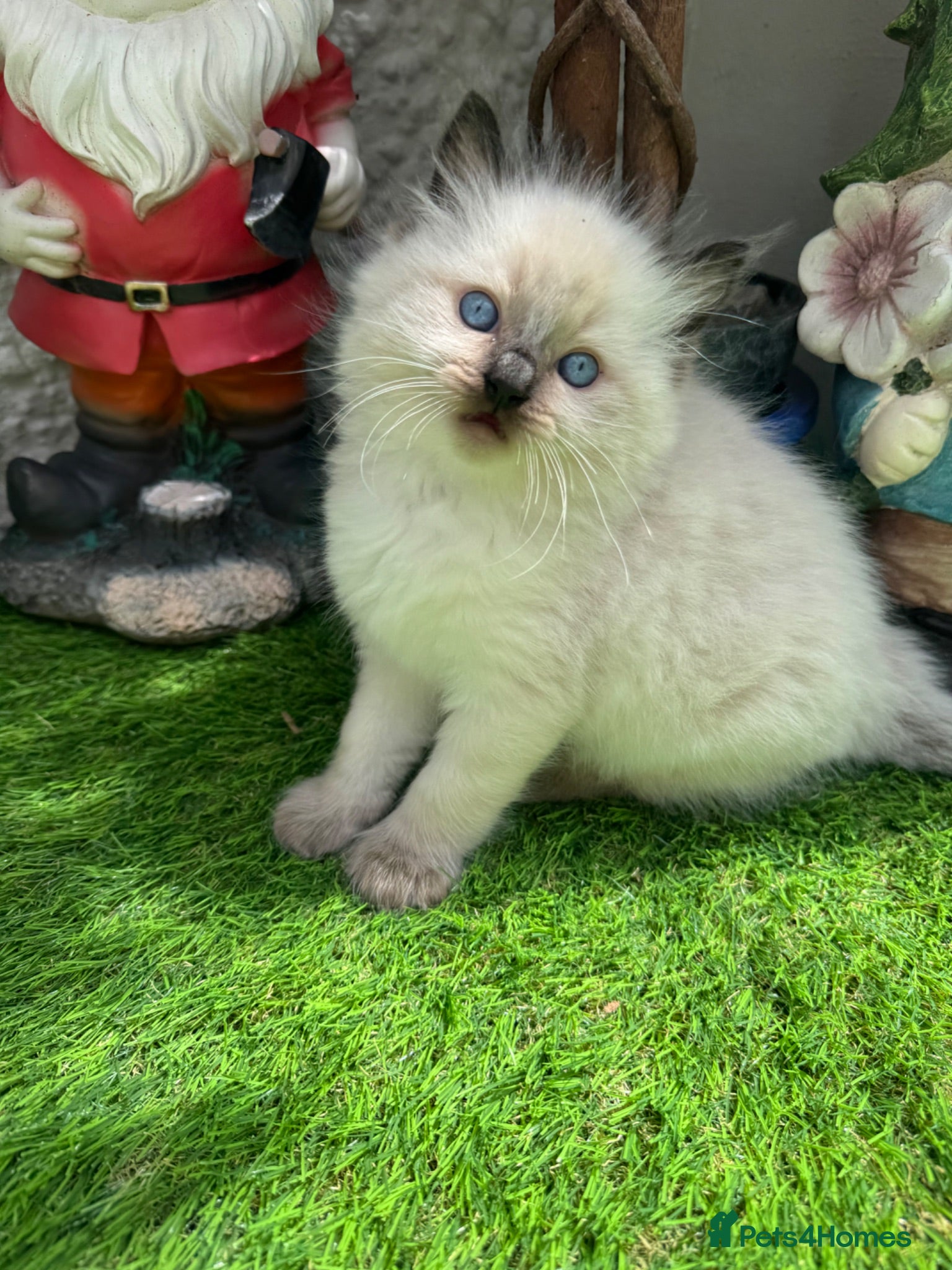 Ragdoll cats 🏆gccf(GRCH mum)male ragdoll kitten  🥇🐾 - Advert 2