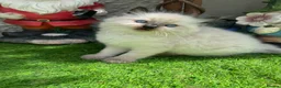 Ragdoll cats for sale: 🏆gccf(GRCH mum)male ragdoll kitten  🥇🐾 - Advert 2