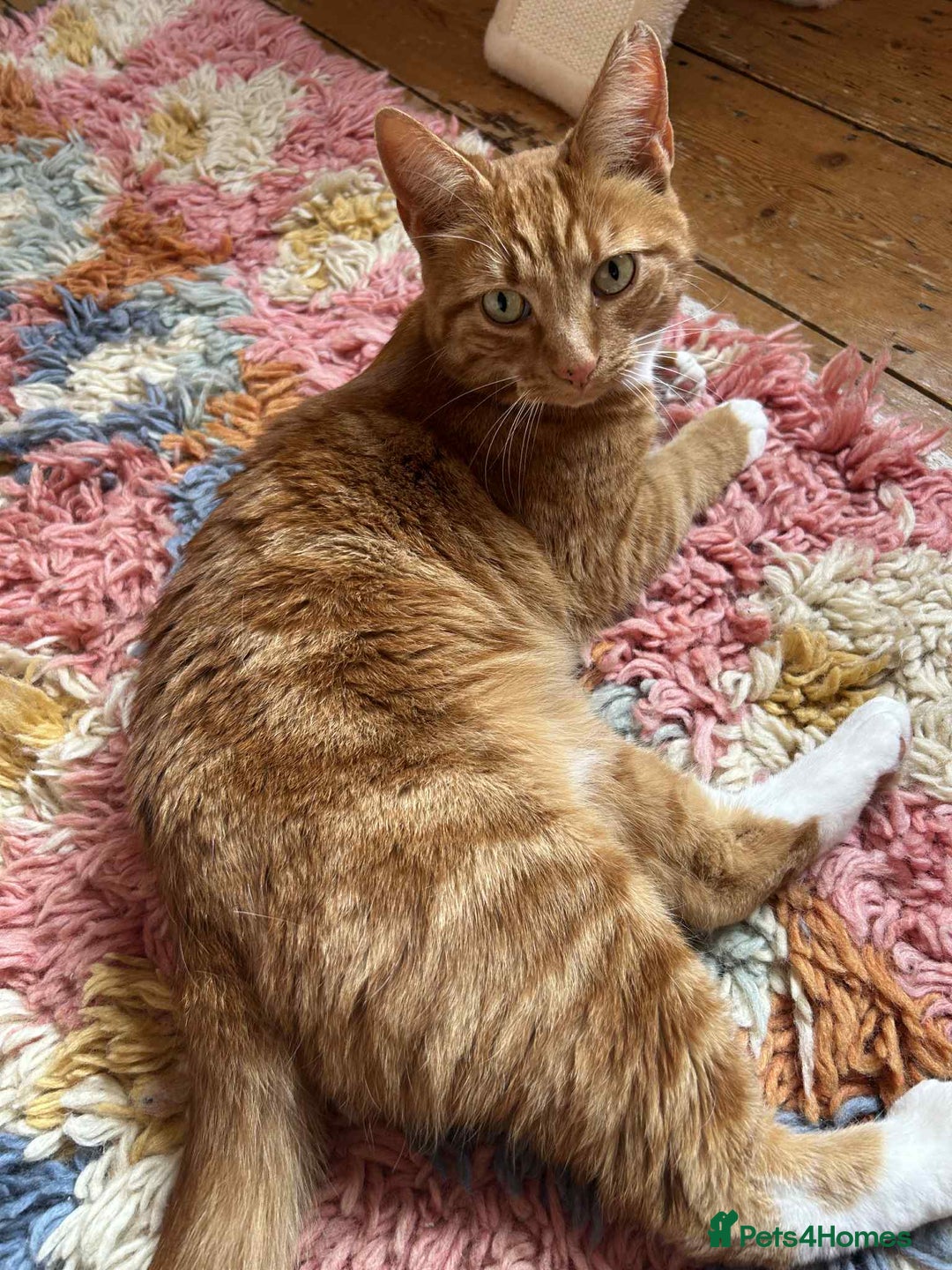 European cats for adoption: Blaze is looking for the perfect forever home!  - Image 3
