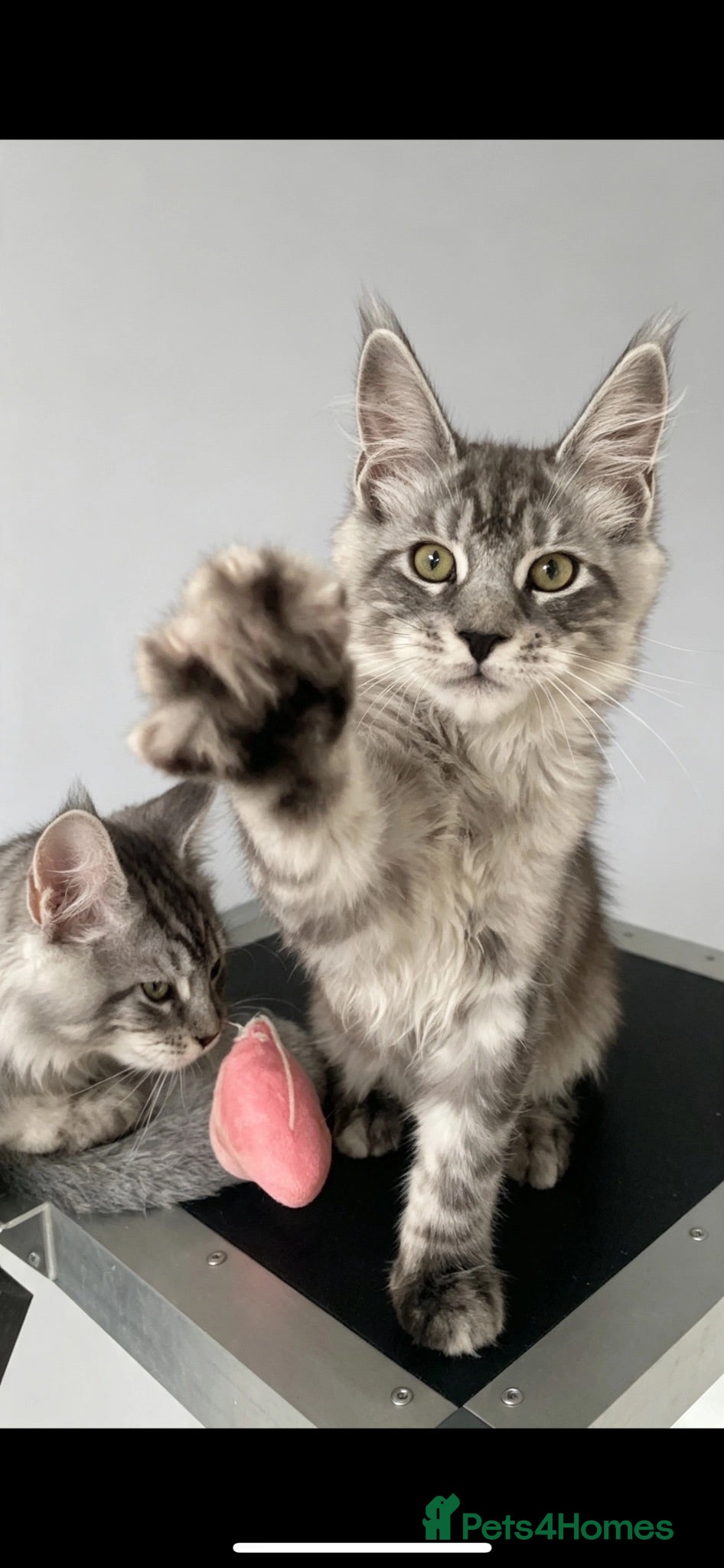 Maine Coon cats GCCF Maine coon kittens - Advert 1