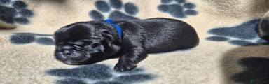 Pug 1