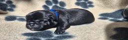 Pug dogs for sale: 3x pug girls 1x pug boy in Southend-on-Sea - Advert 13