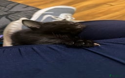 Mixed Breed cats for sale: Kittens for sale  - Advert 4