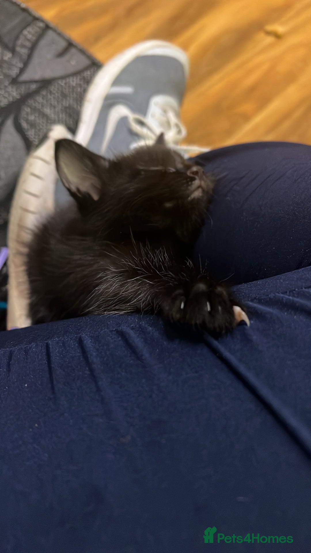 Mixed Breed cats for sale: Kittens for sale  - Advert 4