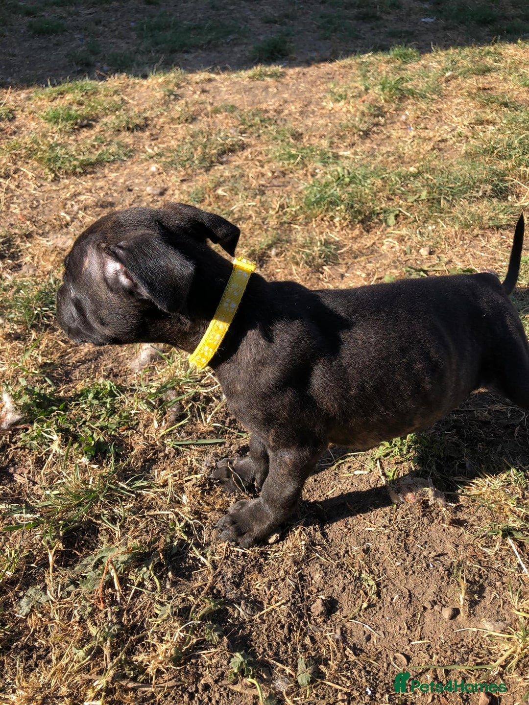 Mixed Breed dogs for sale: 3 BOYS LEFT - American Staffordshire bull terriers - Image 10