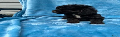 Cockapoo 4