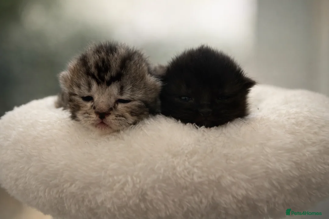 Norwegian Forest Cat cats for sale: 4 little beauties  - Advert 10