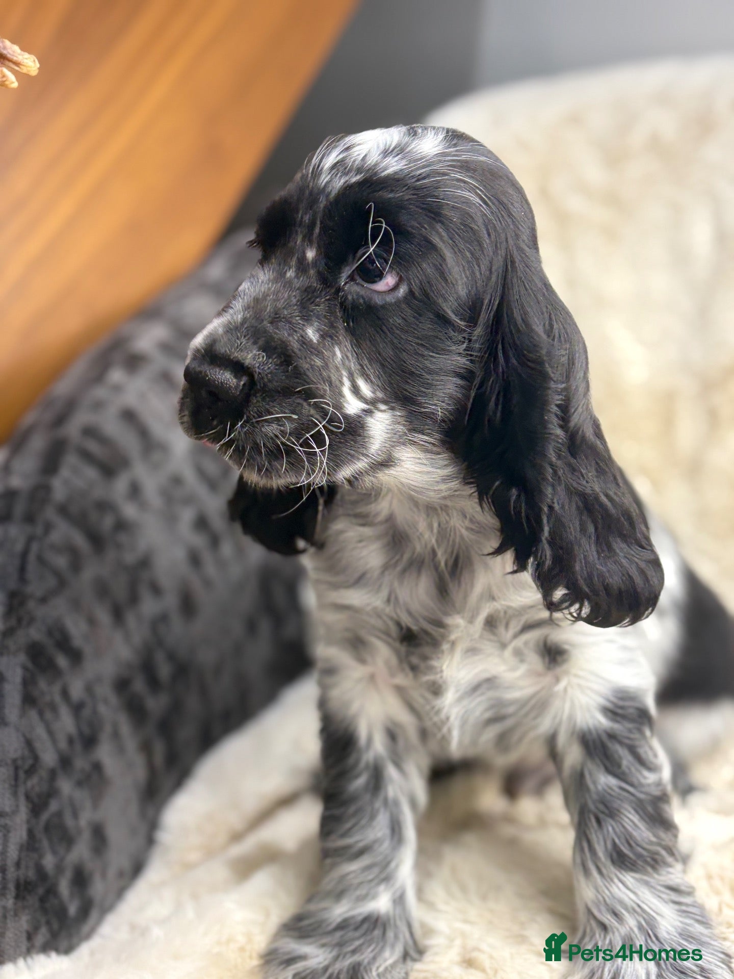 Cocker Spaniel dogs for sale: Extensively health tested show cocker spaniel pups - Advert 1