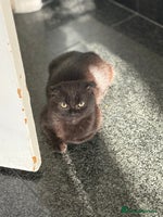 Mixed Breed cats - Advert 5