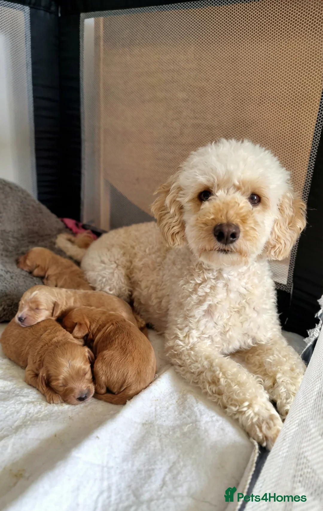 Cavapoo dogs for sale: F1 Cavapoos  - Advert 12
