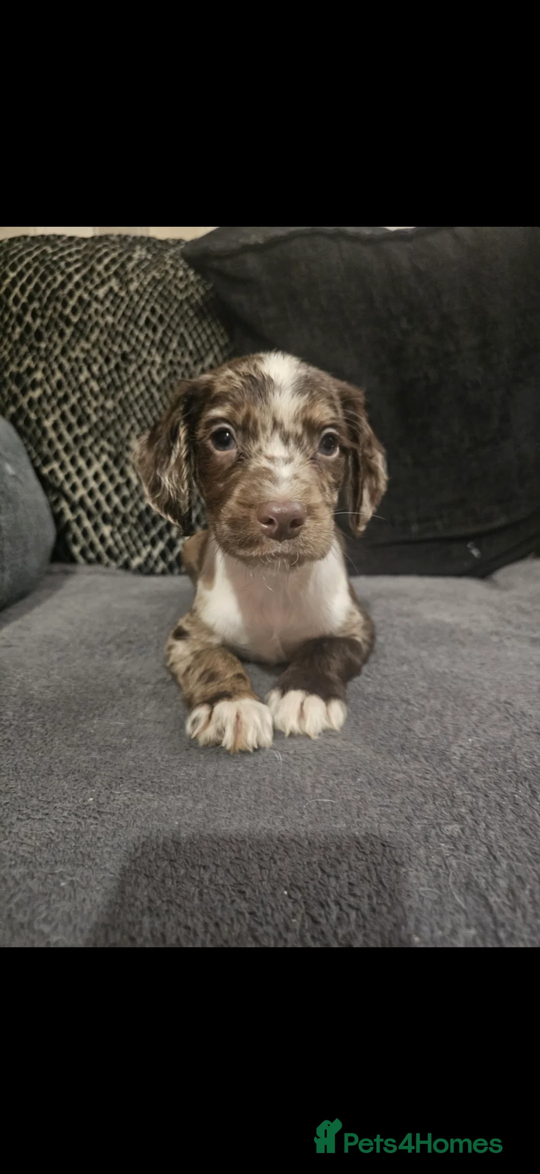 Cocker Spaniel dogs for sale: Cocker spaniel boys! - Advert 2