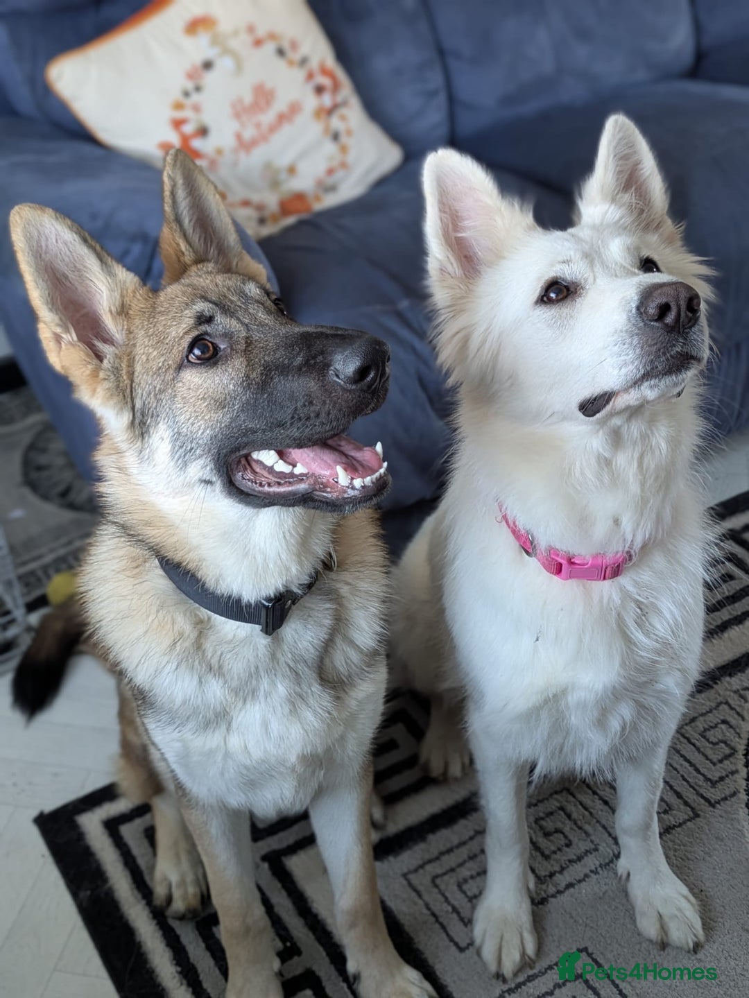 German Shepherd dogs for sale: Storm, German Shepherd Male puppy  - Advert 11