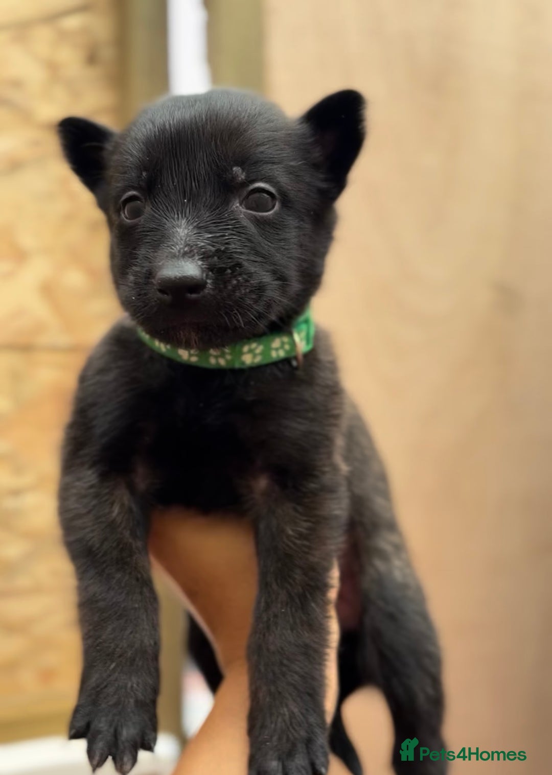 Mixed Breed dogs for sale: Dutch Malinois Puppies- Ready 13/12/2025 - Advert 4