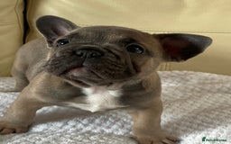 French Bulldog dogs for sale: Beautiful French Bulldogs Puppies for Sale  - Image 15