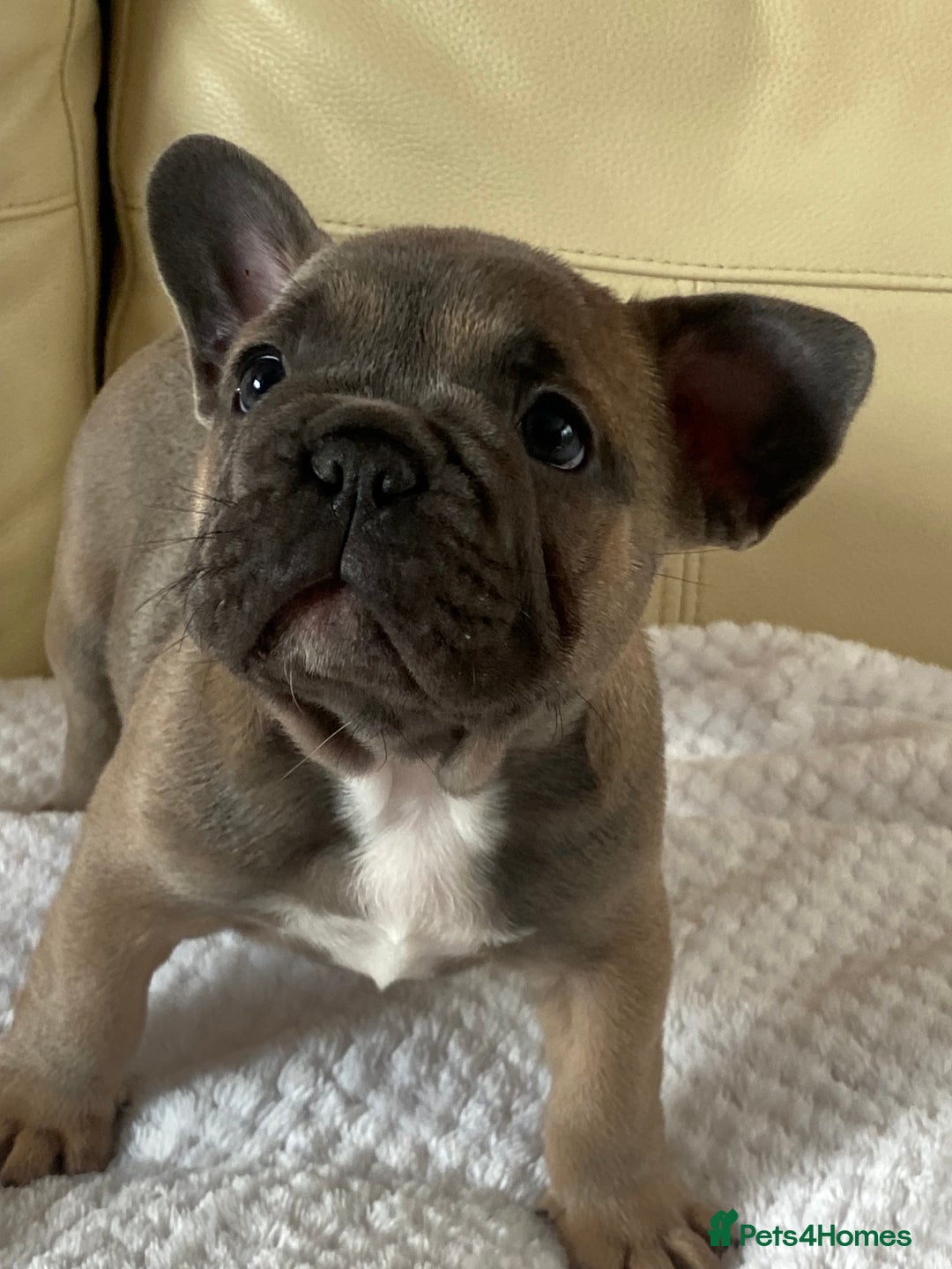 French Bulldog dogs for sale: Beautiful French Bulldogs Puppies for Sale  - Image 15