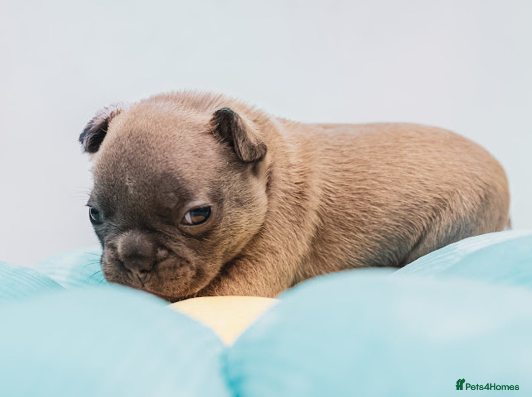 French Bulldog dogs for sale: 5 boys and 3 girls - DEPOSITS BEING TAKEN - Advert 23