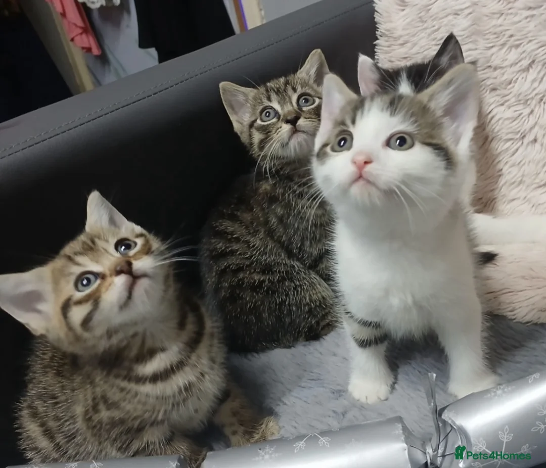 Bengal cats for sale: Beautiful mixed bengal kittens - Advert 4