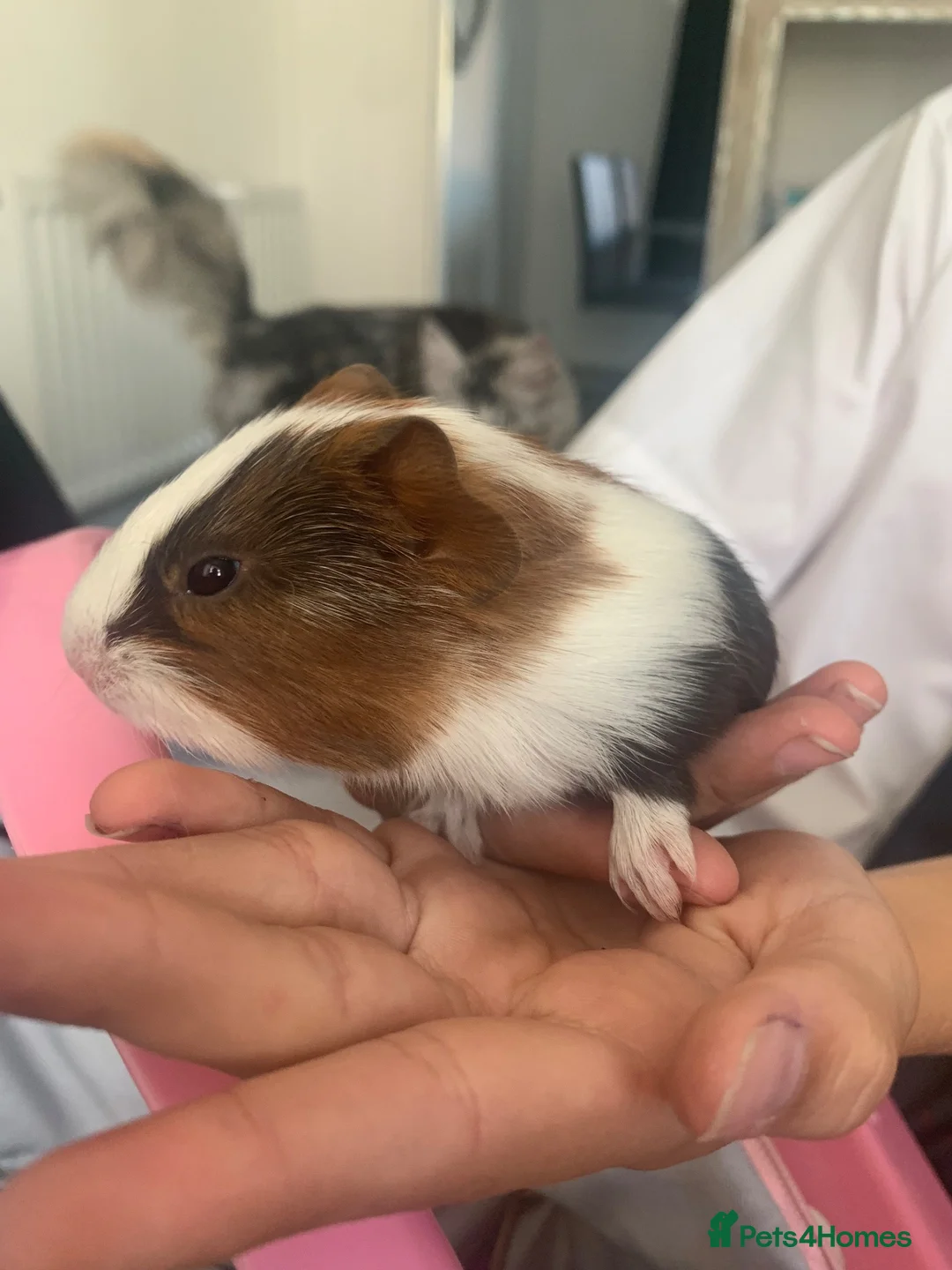Guinea Pig rodents for sale: Beautiful Guinea pigs - Advert 4