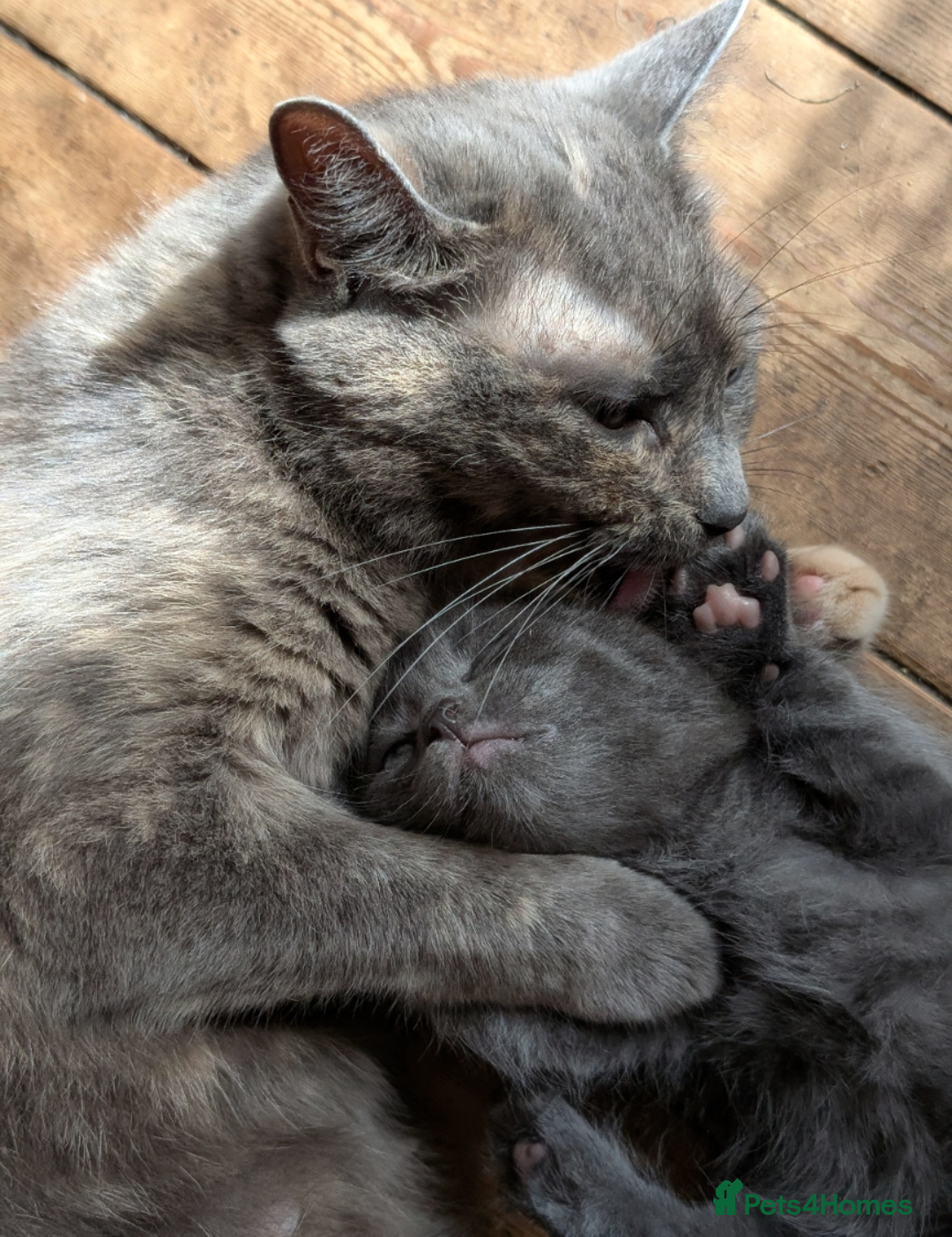 Mixed Breed cats for sale: Ready for Summer Holidays  - Image 4