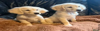 Golden Retriever 1