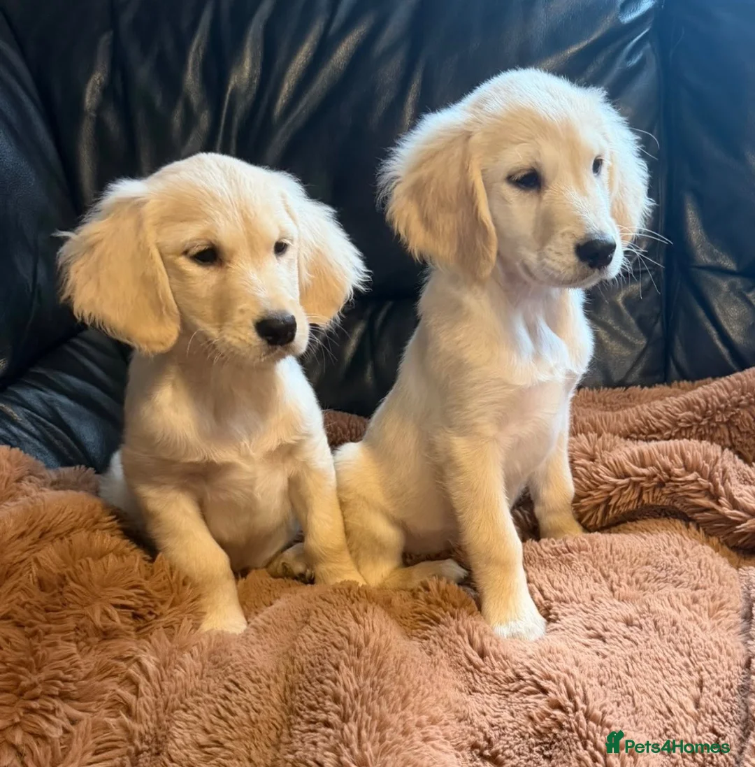 Golden Retriever dogs for sale: KC registered golden retriever puppies  - Advert 2