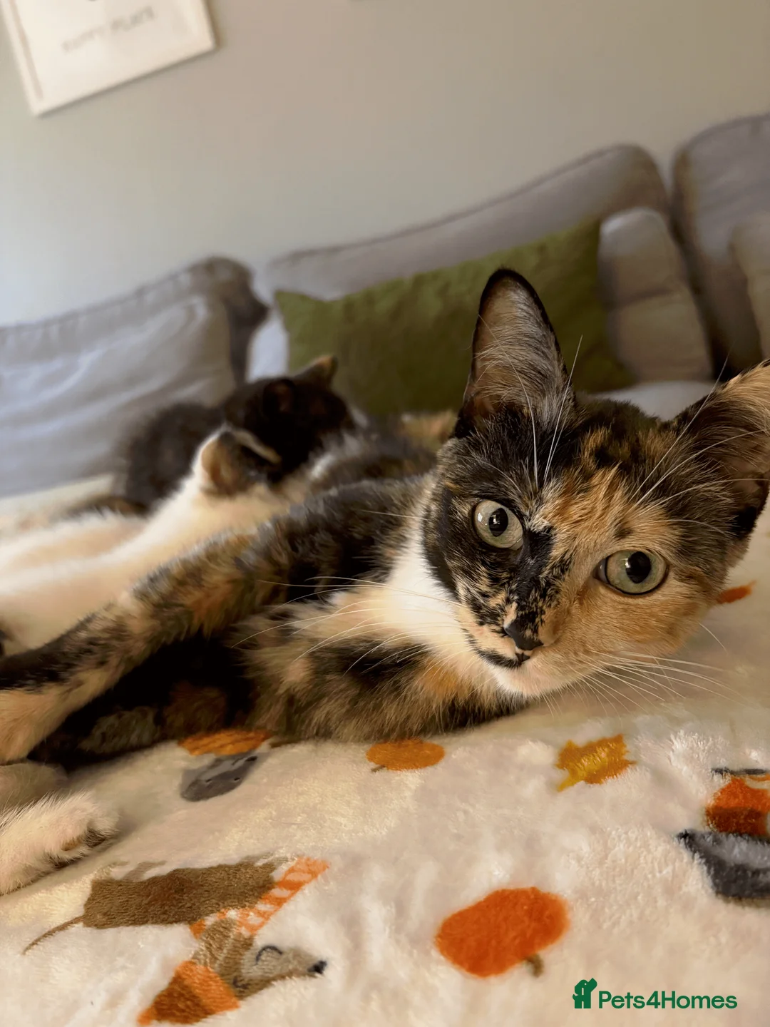 Ragdoll cats for sale: Ragdoll x Domestic Tortoiseshell Shorthair Kittens - Advert 2