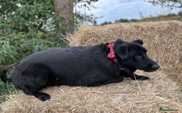 Mixed Breed dogs for adoption: Lady - Norwich Norfolk  - Image 5