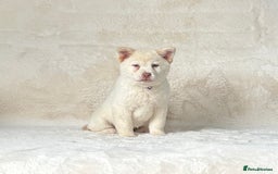 Siberian Husky dogs for sale: Stunning exotic colour chowsky puppies for sale - Image 7