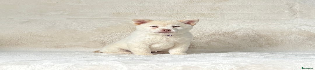 Female Puppy 5