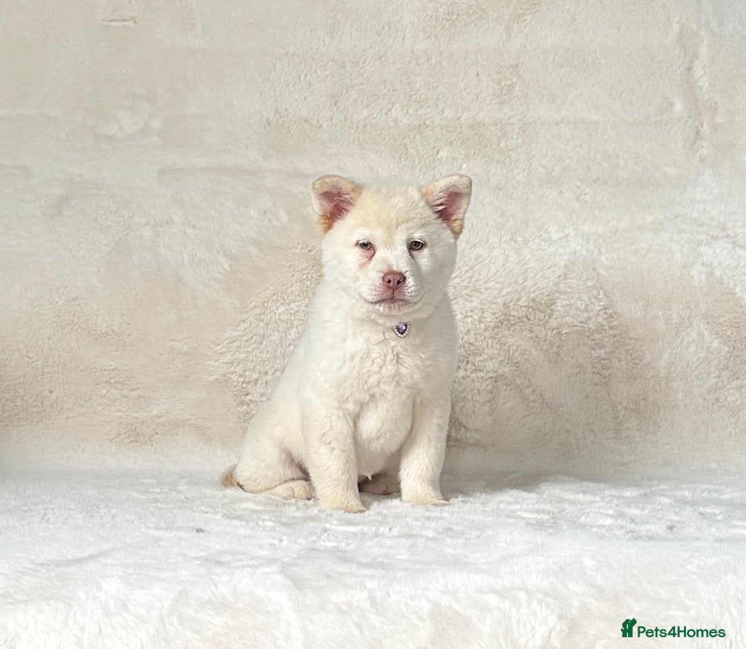 Siberian Husky dogs for sale: Stunning exotic colour chowsky puppies for sale - Image 7