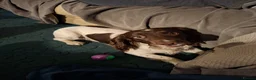 English Springer Spaniel dogs for stud: Liver/white KC registered springer stud - Advert 3