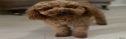Cavapoochon dogs for sale: Exceptional Extensively health tested cavapoochon - Advert 22