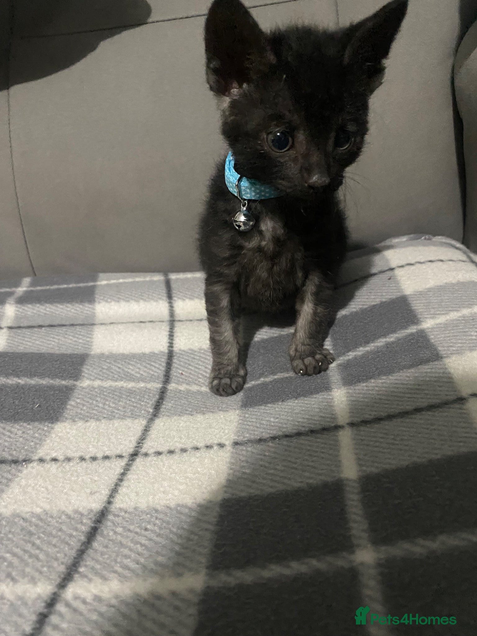 Domestic Shorthair cats hand reared Male kittens available  - Advert 1