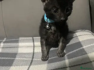 Domestic Shorthair cats hand reared Male kittens available - Advert 1