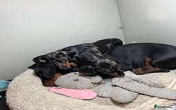 Miniature Dachshund dogs for sale: Miniature Dachshund KC last two girls  - Image 25