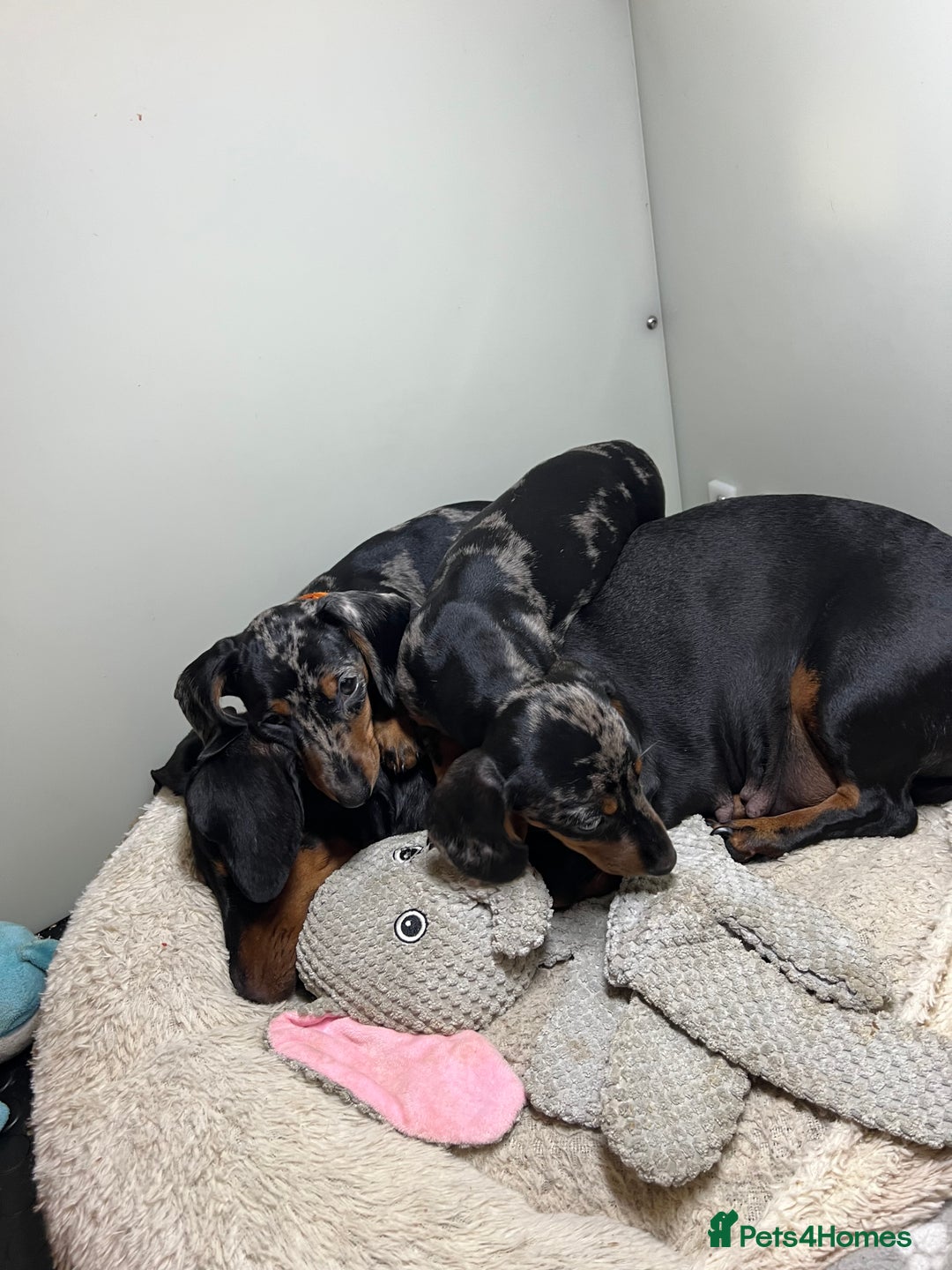 Miniature Dachshund dogs for sale: Miniature Dachshund KC last two girls  - Image 25