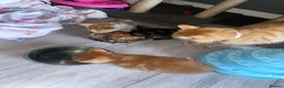 Mixed Breed cats for sale: Long haired ginger females kittens - Advert 7