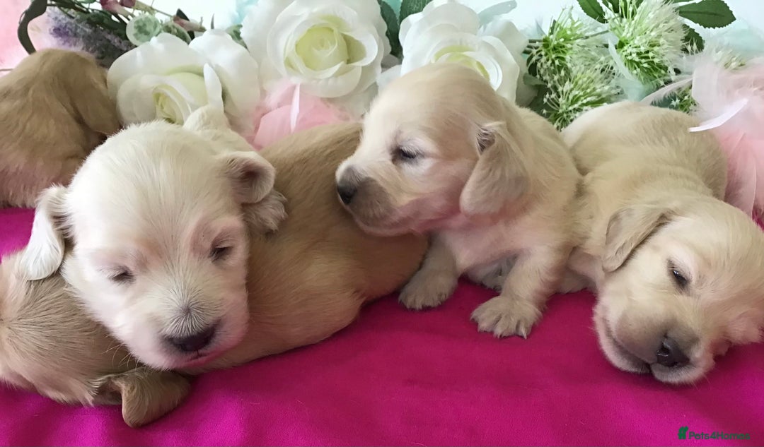Miniature Dachshund dogs for sale: K.C Registered L/H Dachshund  - Image 9