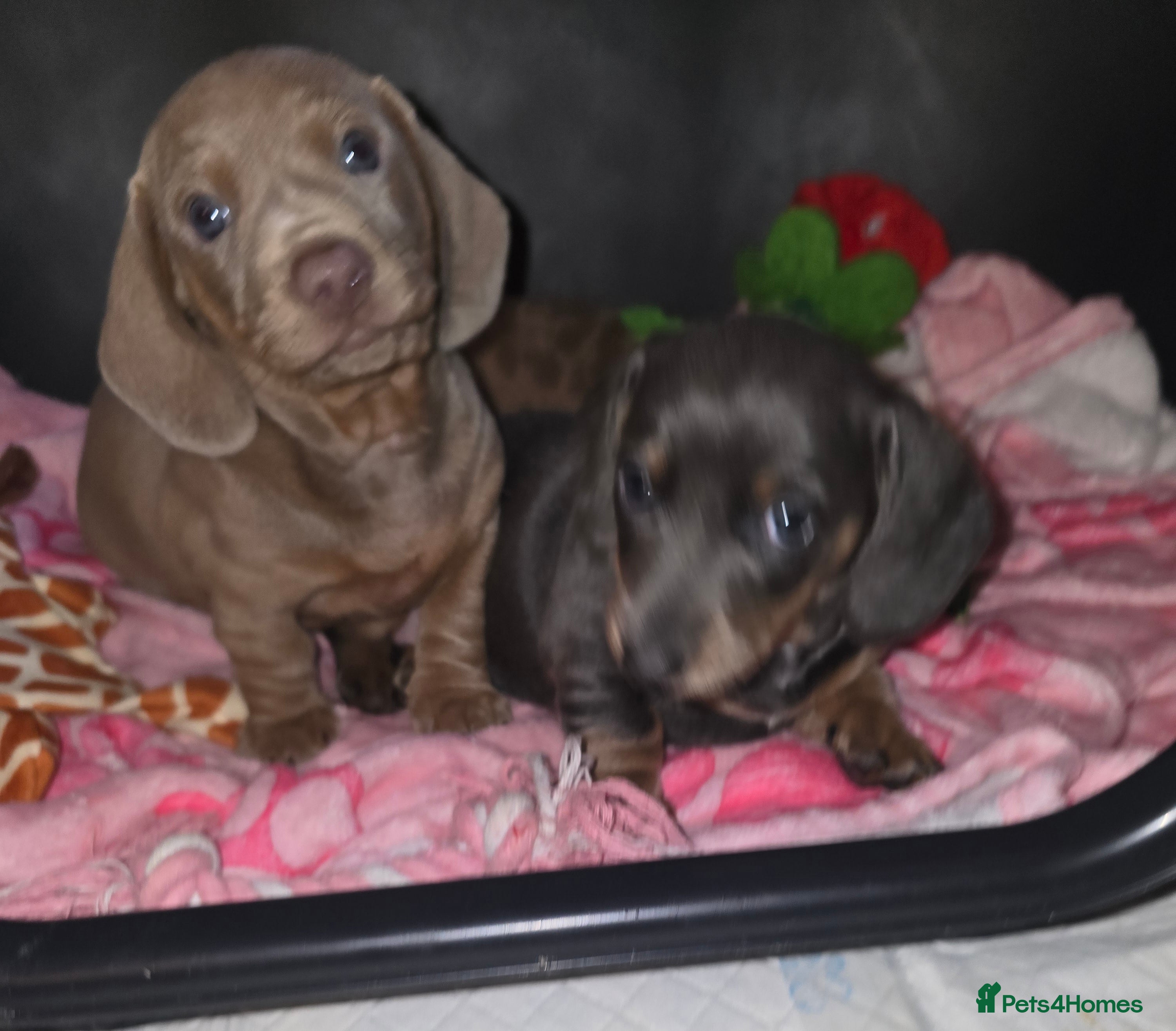 Dachshund dogs 🐾KC reg PRA clear mini pups ready this weekend🐾 - Advert 8