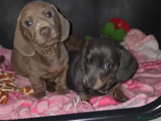 Dachshund dogs 🐾KC reg PRA clear mini pups ready this weekend🐾 - Advert 8