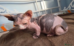 Sphynx cats for sale: 🩷 Sphynx Kitten – Female   - Image 5